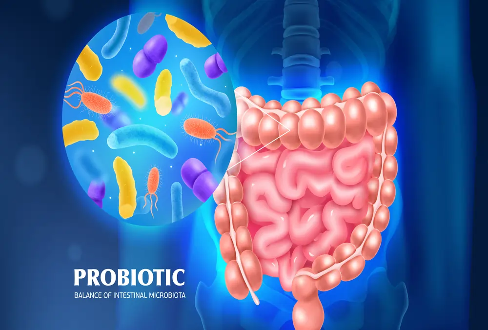 Probiotic Role of the Microbiome in Digestion