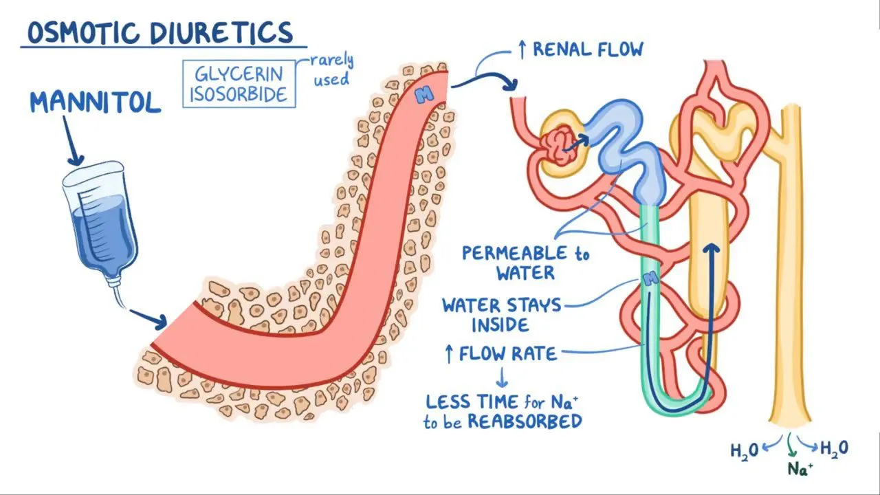 osmotic diuretics