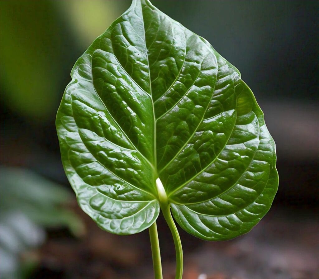 Betel leaf 